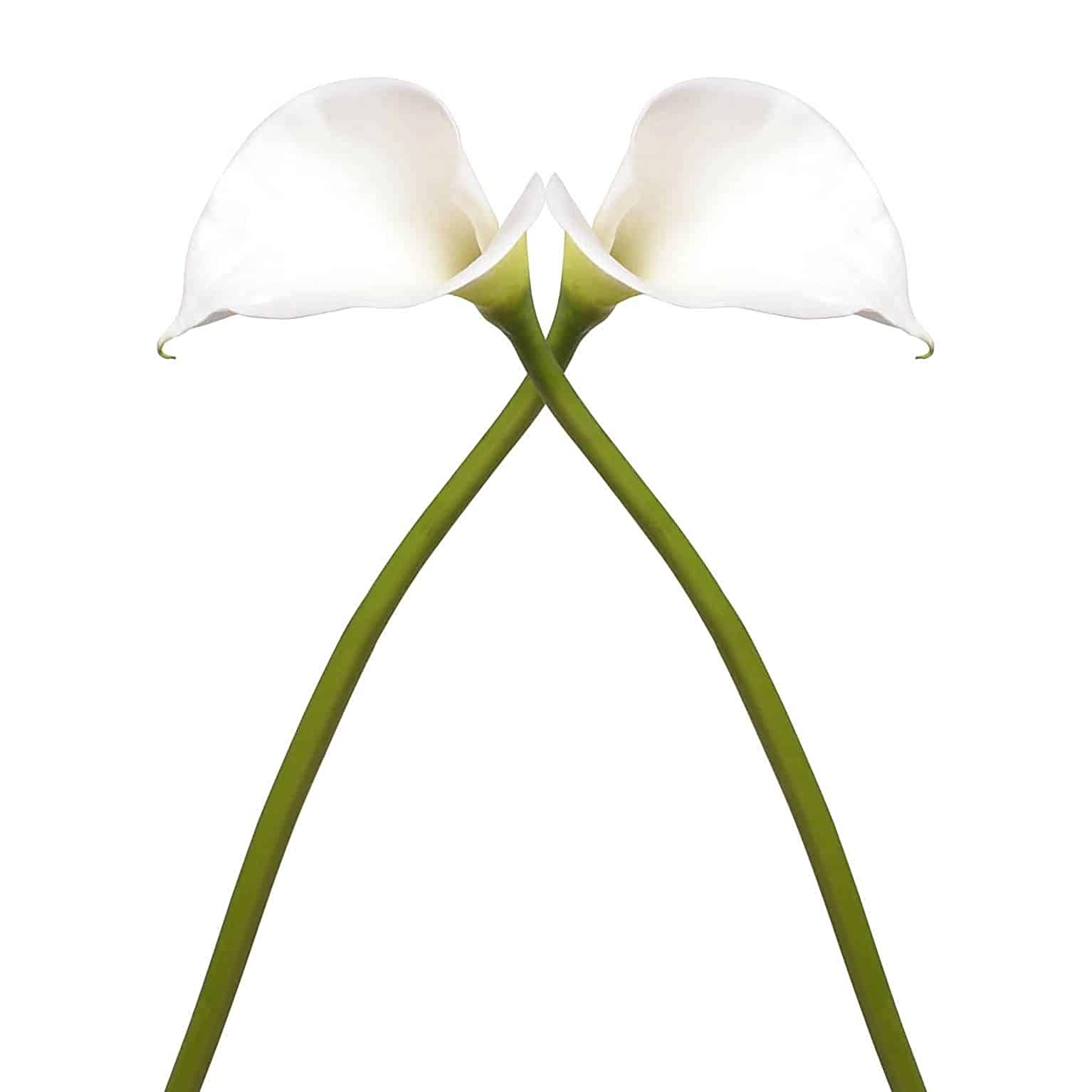 The Finest Hand Selected Stems - Why Lifelike Flowers why-1